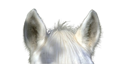 Horse ears